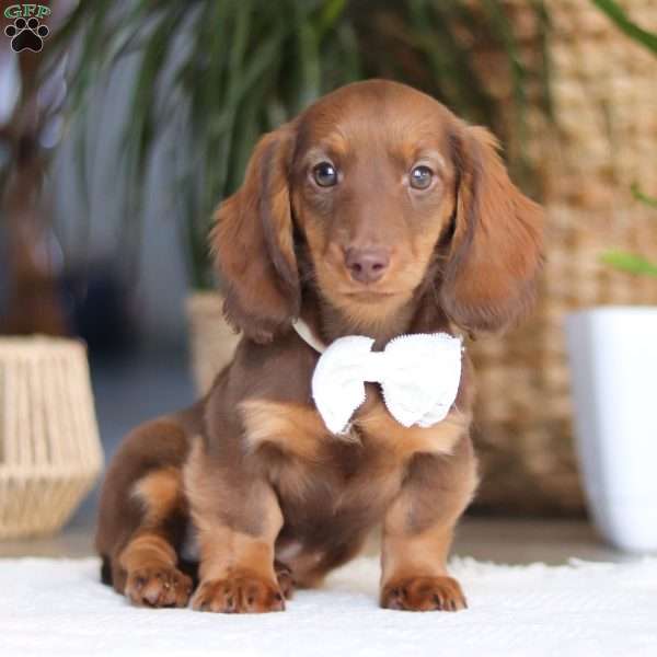 Bagel, Dachshund Puppy